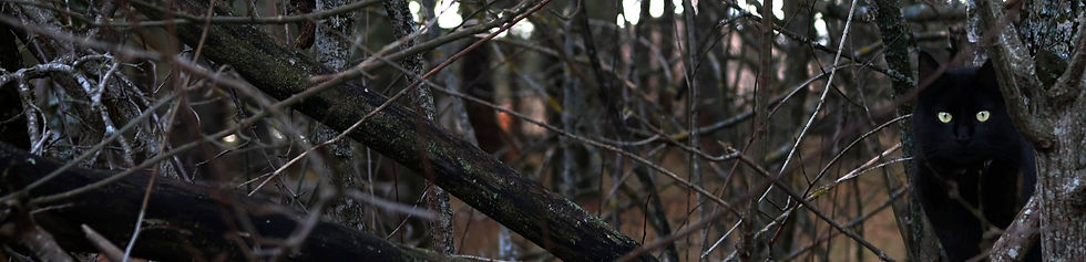 A black cat in the forest.