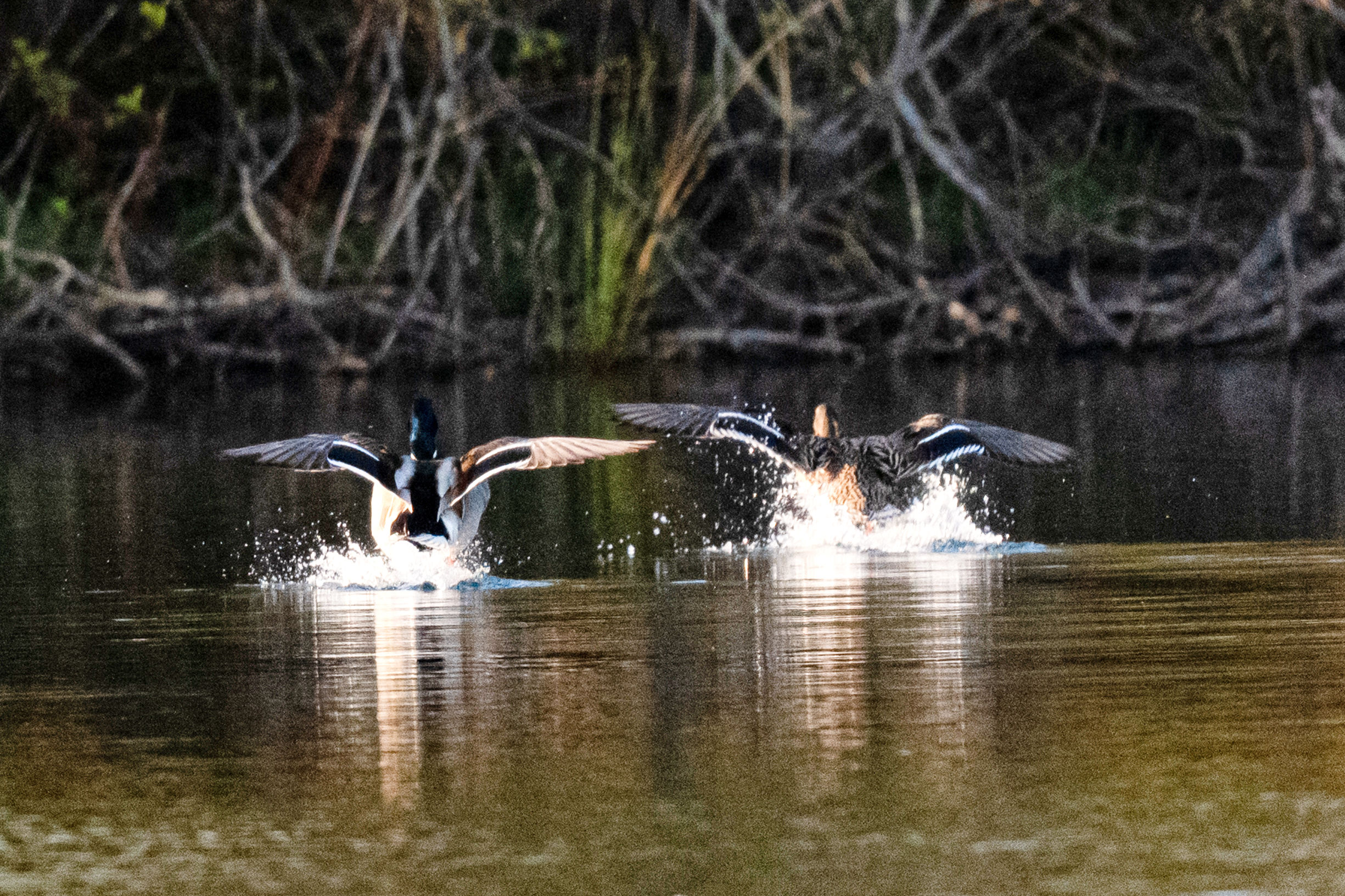 Collection: Mallards in Flight