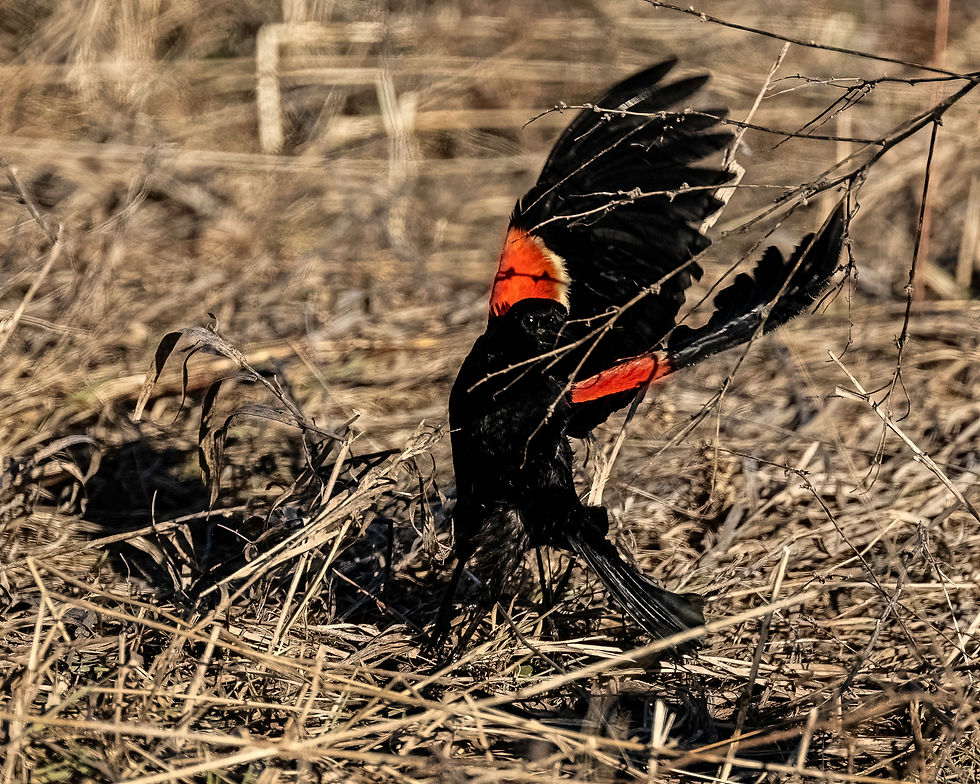 20230326-Z9S_4491-Edit