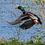 Thumbnail: Collection: Mallards in Flight