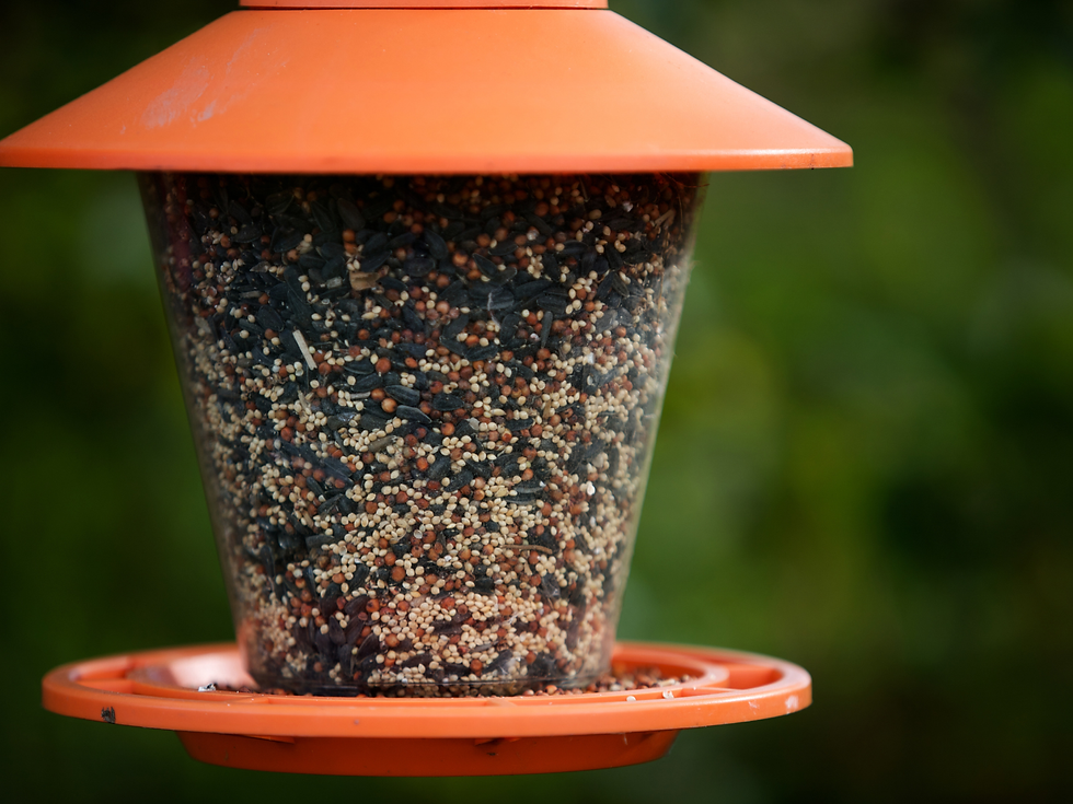 Orange bird feeder filled with mixed seeds against a blurred green background.