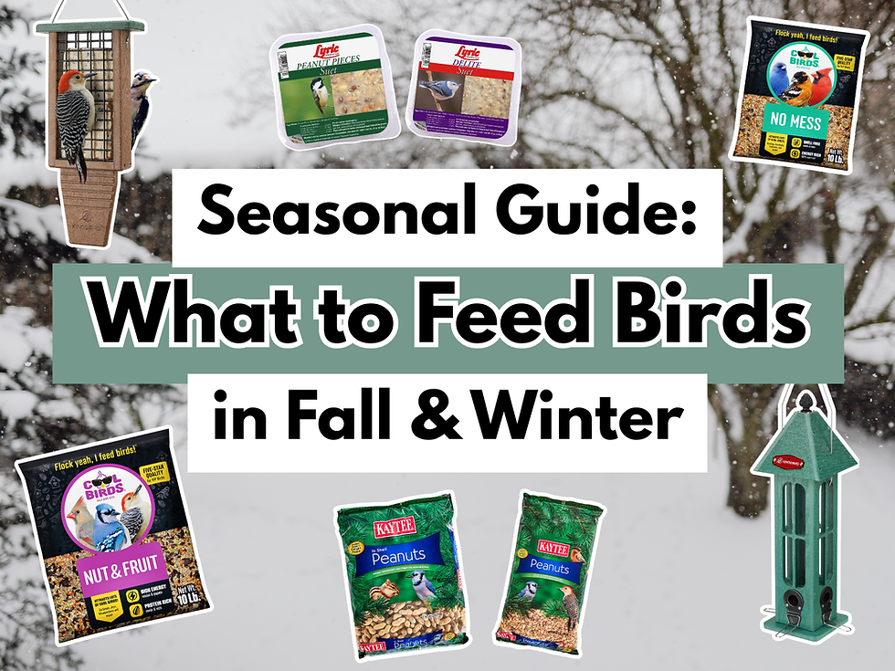 Seasonal Guide: What to Feed Birds in Fall & Winter