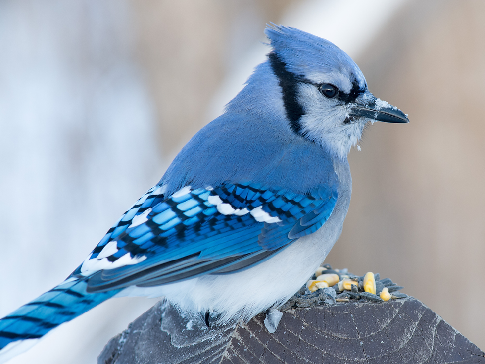 Blue jay perched on a wooden post with snow on its beak. It has vibrant blue feathers and is surrounded by scattered seeds. Background is blurred.
