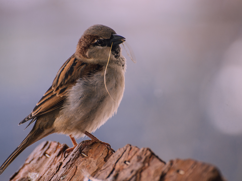 Sparrow holding grass in its beak, perched on rough wood against a blurred blue background. Feathers are brown and gray.