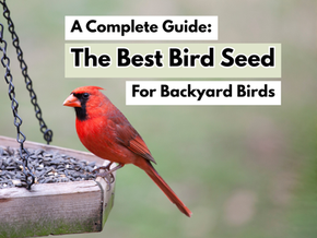 Cardinal at a bird feeder eating bird seed
