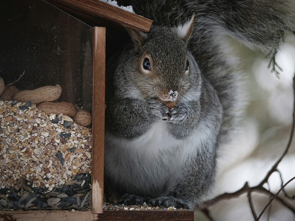 squirrel eating from a bird feeder with seeds and nuts