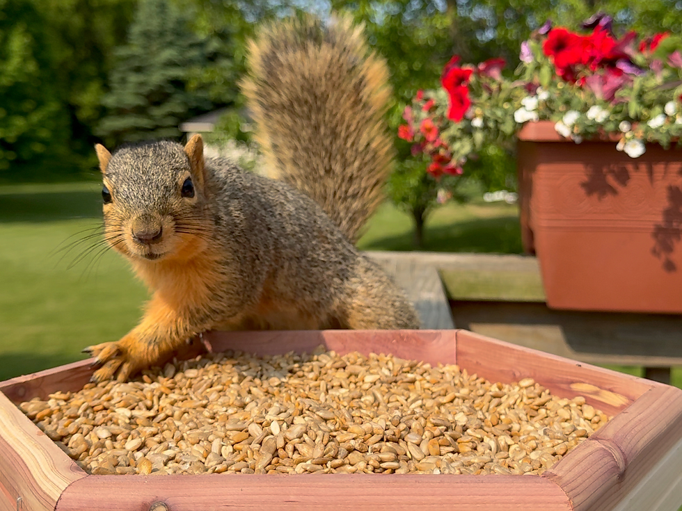 squirrel sitting on a dish of bird seed
