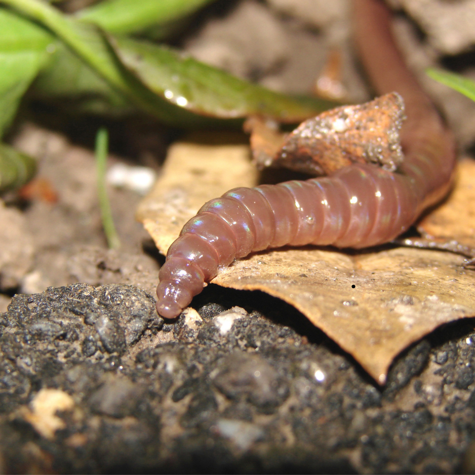 Explorer-Kurs: Was lebt unter der Erde