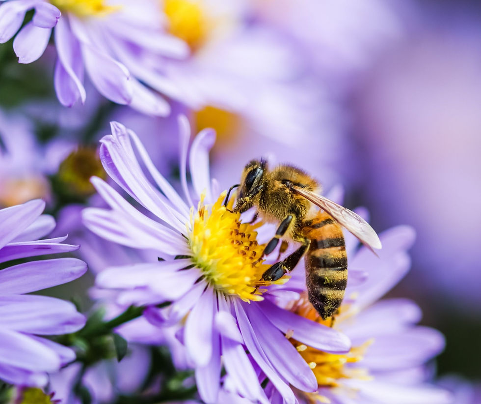Explorer-Kurs: Bienen, Hummeln & Co. – Die Stars des Sommers
