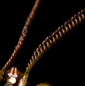Detalhe Antenas.jpg