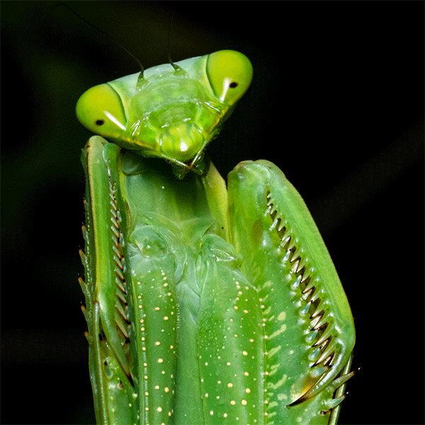 Gif-Macromantis_©ProjetoMantis.gif