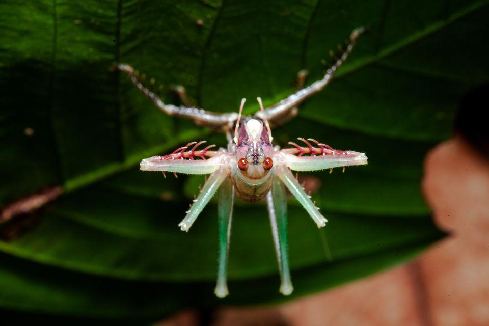 Esperança fazendo muda na RPPN Cristalino
