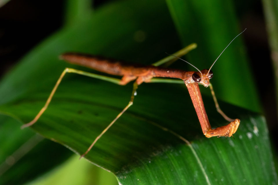 Louva-a-deus Mantodea jovem da Amazônia, gênero Macromusonia
