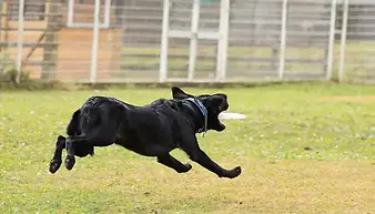 ディスクディスク