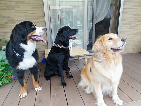 ラブラドール　ゴールデン　バーニーズ