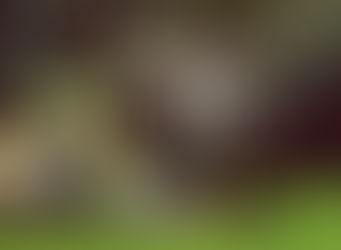 Newcastle 5-0 Man Utd