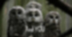 Ural owls at the Tallinn Zoo_edited.jpg