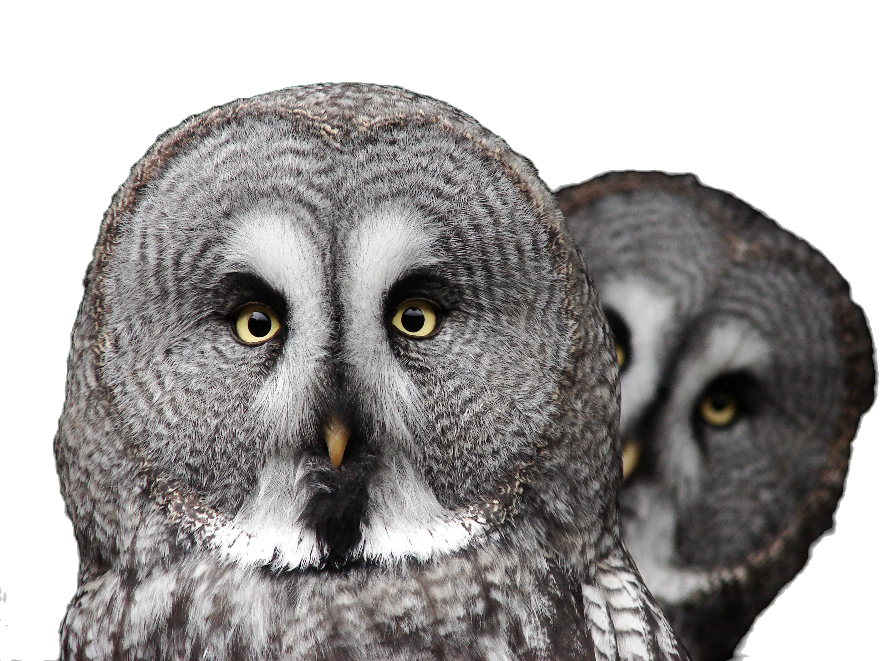 terii2000-the-great-grey-owl-2762192_edited.png