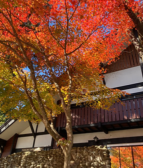 Autumn_lodge_leaves_front.jpg