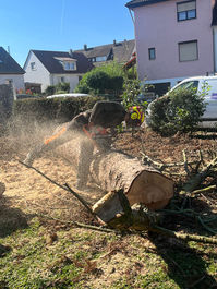 Baumfällung, Problemfällung