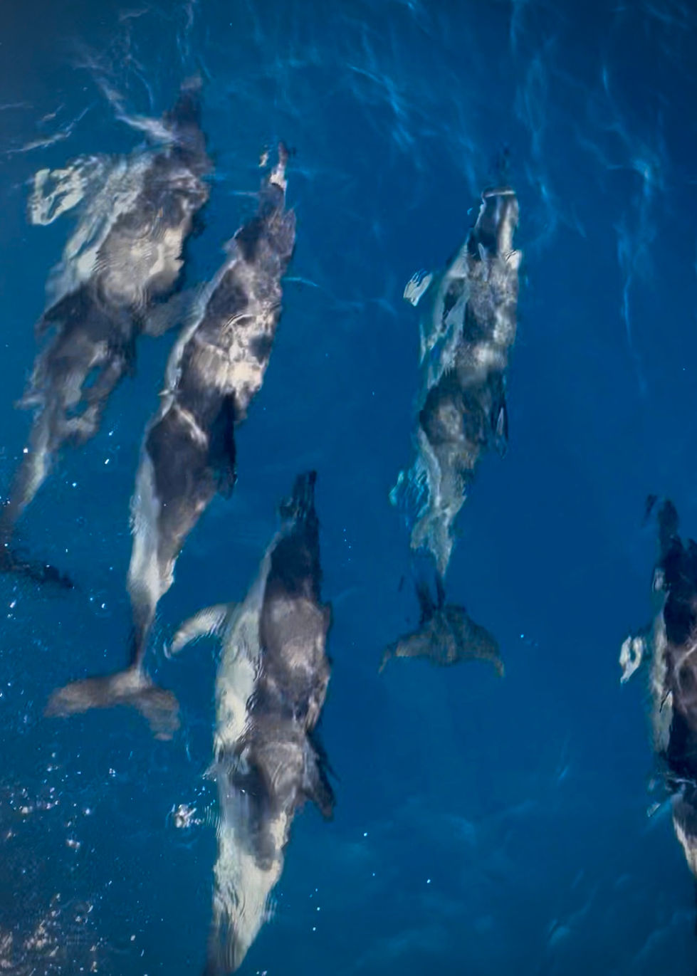 Common Dolphins