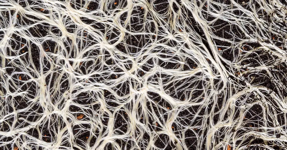 mycelium_mycelial_network_1200x.webp