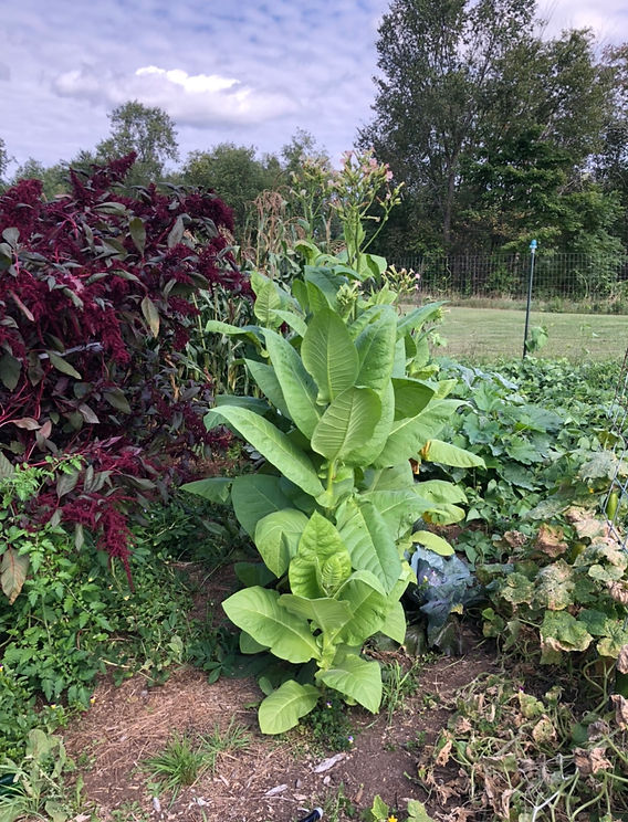 leaves tobacco Silk Leaf Tobacco