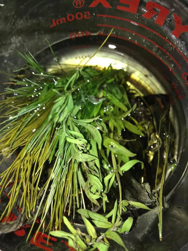 Drawing Salve Goshen Acres