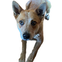 brown-dog