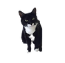 black-white-cat