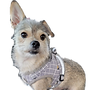 small-dog