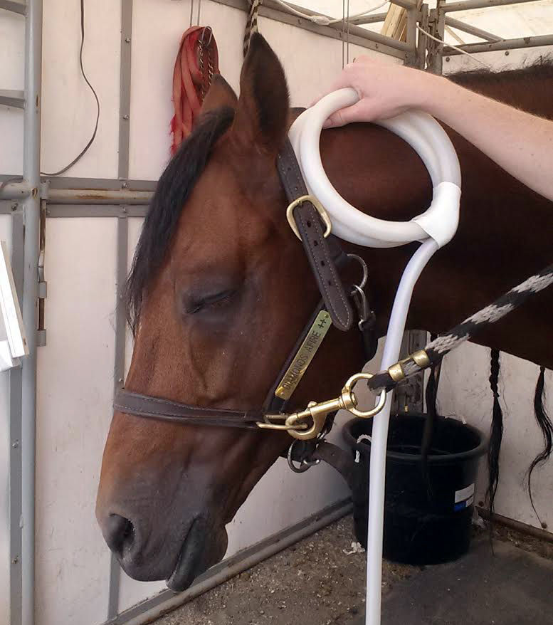 Thumbnail: PEMF8000 | MAGNA-E-PRO EQUINE -  Race Track Model