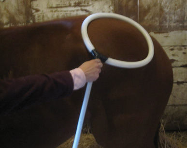 Thumbnail: PEMF8000E EQUINE PEMF DEVICE