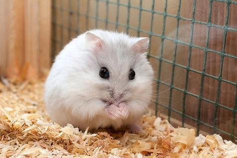 djungarian-hamster-dcfd3855-981e-4d20-bd