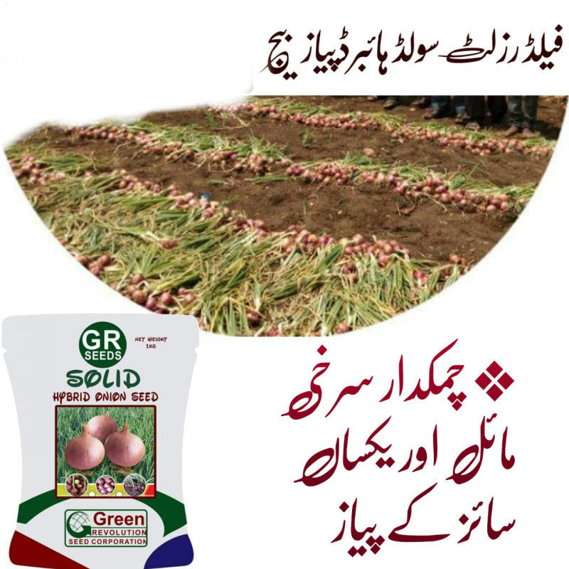 Thumbnail: Onion 🧅 Seeds 