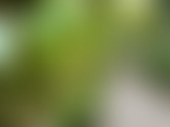 México declara el 21 de marzo como Día Nacional de la Orquídea