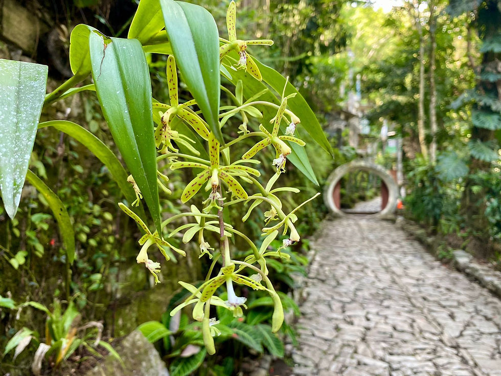 México declara el 21 de marzo como Día Nacional de la Orquídea