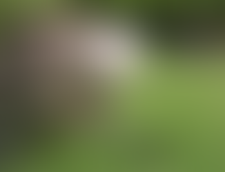 Law Abiding Citizens