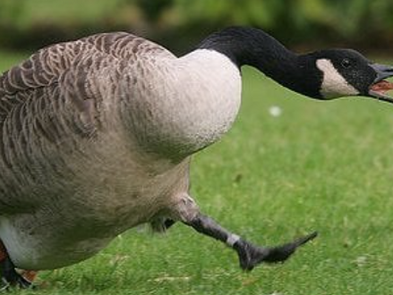 Law Abiding Citizens