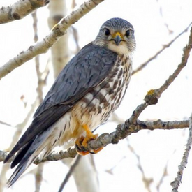 The Merlin Falcon, trying to decide if what he sees is lunch.