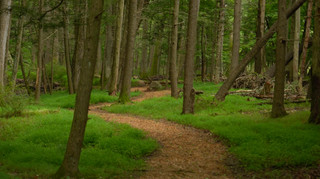 31hike-sweet-root-trail-forest.jpg