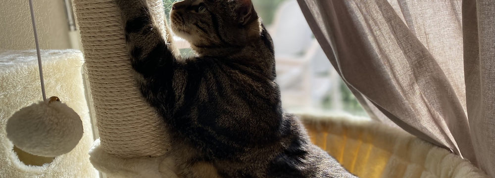 chat