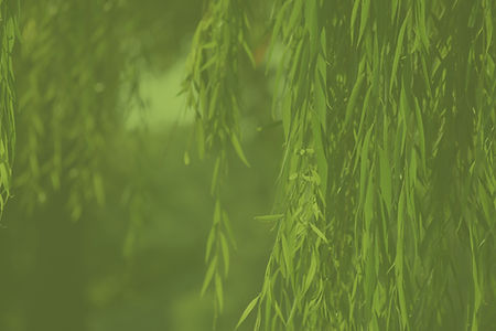 foliage2.jpg