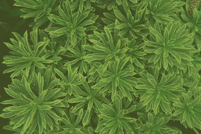 foliage5.jpg