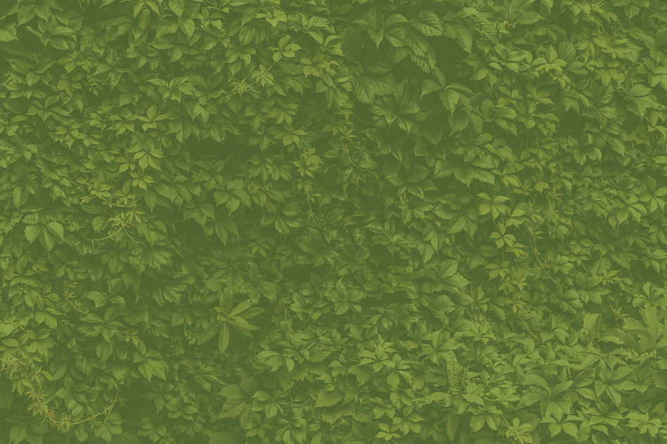 foliage3.jpg