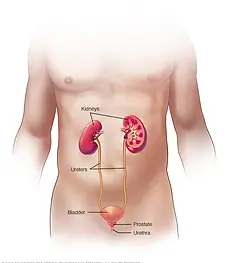 r7_maleurinary-8col.webp