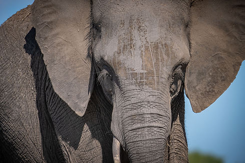Yoga with elephants in Africa