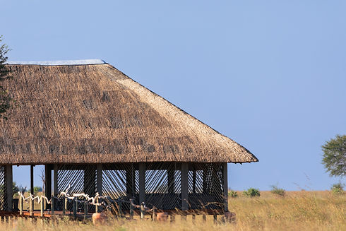 Yoga Studio in African Savannah