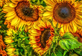 Sunflowers