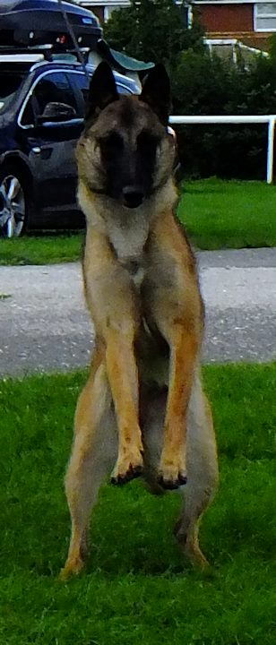 Bo